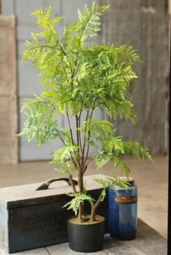 Tree Fern - Hillside Grove - 33 Inch